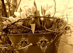 Sepia