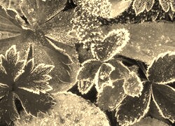 Szary + Sepia