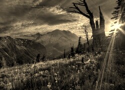 Szary + Sepia
