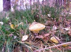 Oryginalny obrazek