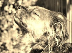 Szary + Sepia