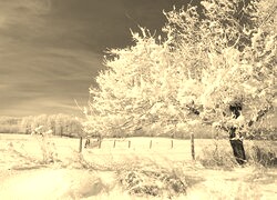 Sepia