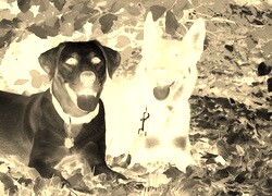 Sepia + Negatyw