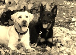 Szary + Sepia