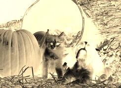 Sepia + Negatyw