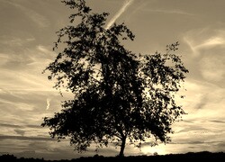 Szary + Sepia