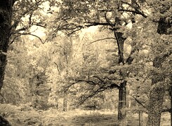 Szary + Sepia