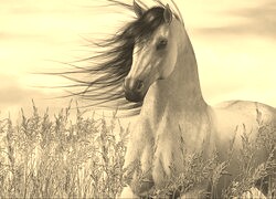 Szary + Sepia