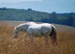 Oryginalny obrazek