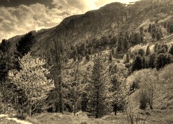 Szary + Sepia