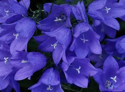 Oryginalny obrazek