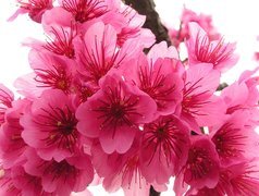 Oryginalny obrazek