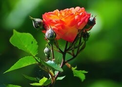 Oryginalny obrazek