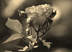 Szary + Sepia
