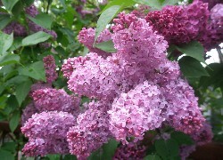 Oryginalny obrazek