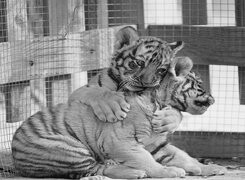 Szary