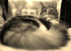 Sepia