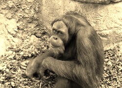 Sepia