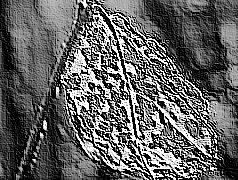 Skamielina