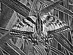 Skamielina