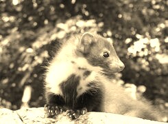 Szary + Sepia
