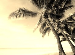 Szary + Sepia