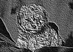 Skamielina