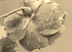 Szary + Sepia