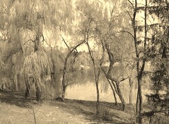 Szary + Sepia
