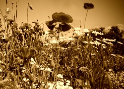 Sepia