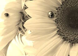 Szary + Sepia