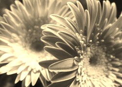 Szary + Sepia