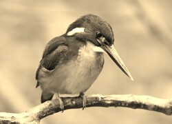 Szary + Sepia