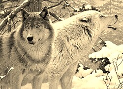 Szary + Sepia