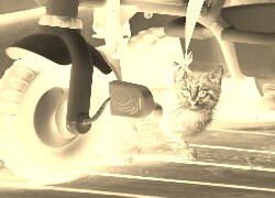 Sepia + Negatyw