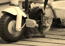Szary + Sepia