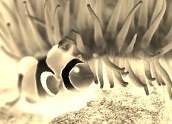 Sepia + Negatyw