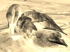 Sepia + Negatyw