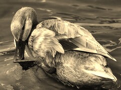Szary + Sepia
