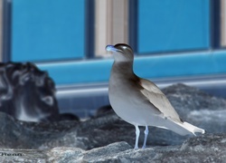 Negatyw