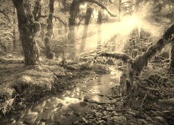 Szary + Sepia
