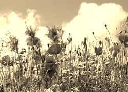 Szary + Sepia