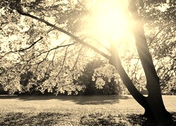 Szary + Sepia