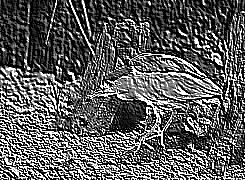 Skamielina