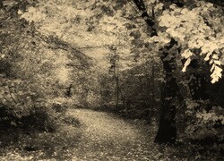 Szary + Sepia