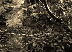 Szary + Sepia
