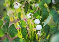 Oryginalny obrazek