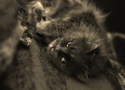 Szary + Sepia