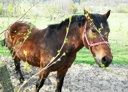 Oryginalny obrazek