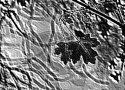 Skamielina
